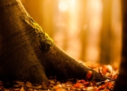 开云体育平台APP-CBA惊现戈贝尔式铁壁！吉林队复刻森林狼奇迹，琼斯关键回合锁死广东