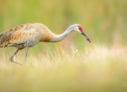 开云体育平台APP-心律调节师