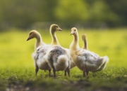 开云sport-他背起一座城市的重量奔跑，当马丁内利在黄黑长城崩塌前挺直脊梁