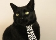 开云体育中国-狂欢夜的失意人，当贝蒂斯绿潮碾过，为何卢卡库的锋芒最是刺骨