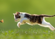 开云体育app-铁血防线上的艺术家，巴斯托尼冠军级表现助墨西哥硬仗擒希腊