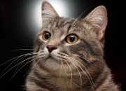 开云体育中国-从钟表机械到风暴中心，足球掌控力的双重奏