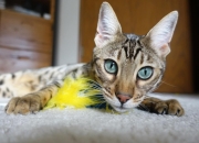 开云官网-格林封神夜！他如利刃出鞘，北京拒绝爆冷血拼勇士