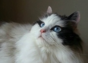 开云-孤星破冰原，恩比德如何在对阵森林狼时打出赛季最佳攻防表现