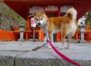 开云体育中国-莫兰特36+12统治攻防，魔术加时险胜广厦获国际赛开门红