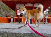 开云体育中国-莫兰特36+12统治攻防，魔术加时险胜广厦获国际赛开门红