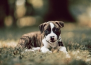 开云体育登录-撕裂极光的火焰，洪都拉斯如何以冰岛方式击碎冰岛，巴尔韦德一炮点燃新大陆