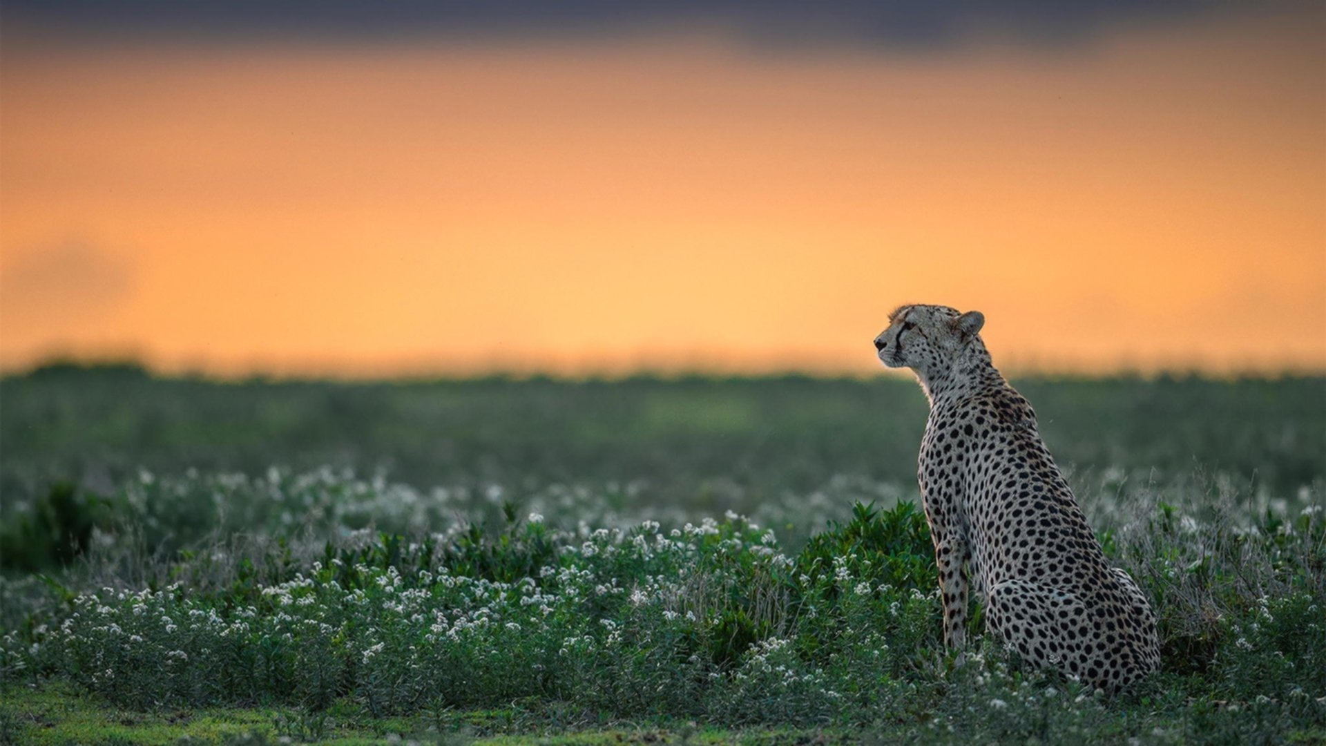 黑马啸山林!吉林队轻取骑士,班凯罗双面魔影成关键先生