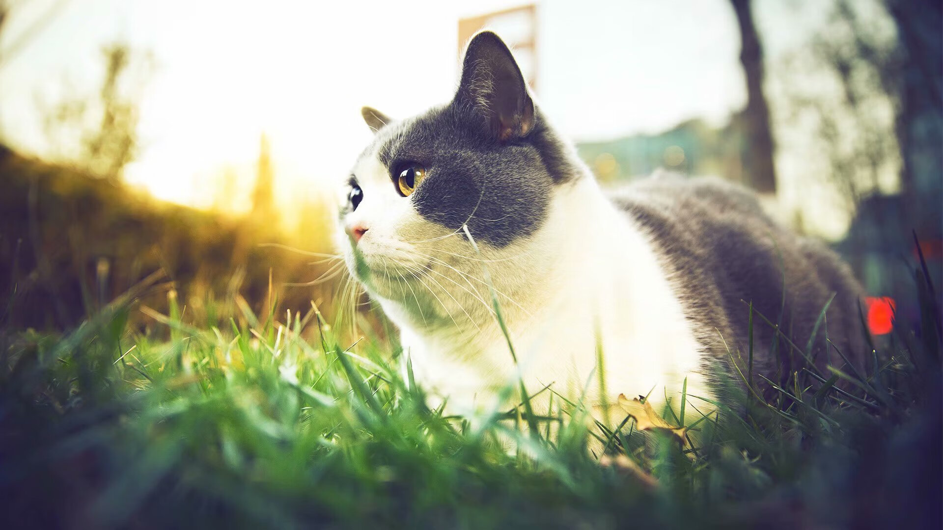 从亚特兰大到美加墨,当老鹰展翅之时,新王已然加冕