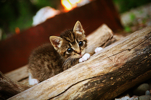 绿茵铁链与闪电风暴,李刚仁防守艺术与克罗地亚的致命二连击