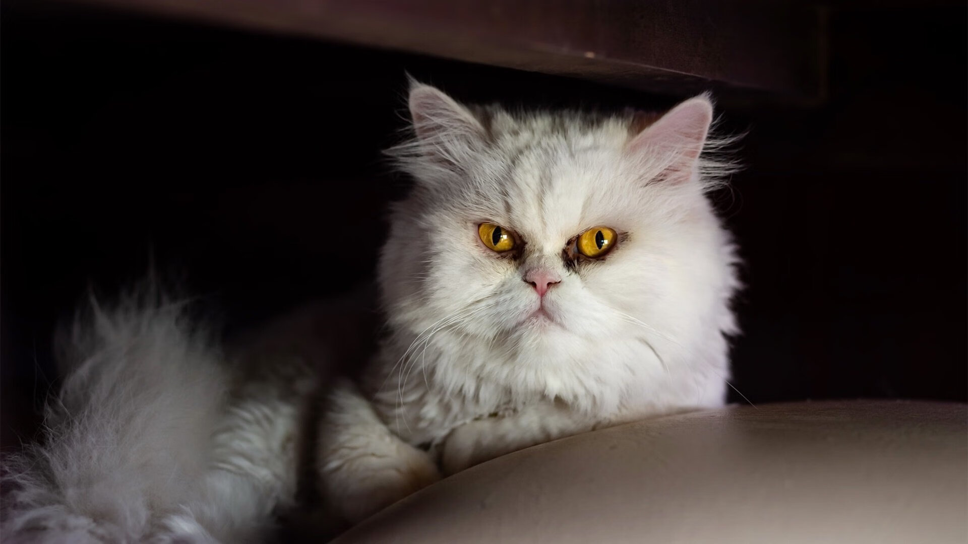 审判之夜与加冕之路,2026世界杯决赛,姆巴佩用三记不可能的进球改写足球历史