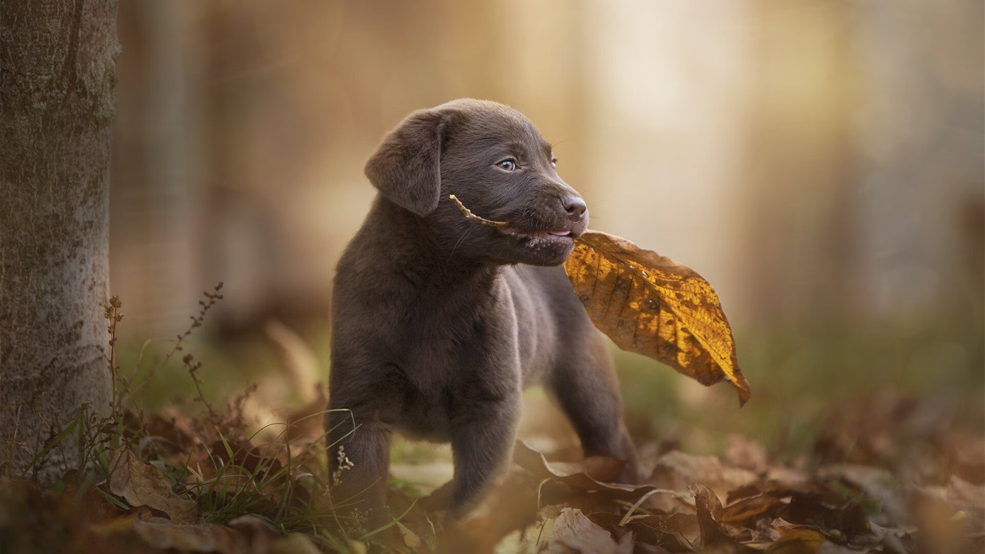 维尼修斯,绿茵场上的攻防转换核心