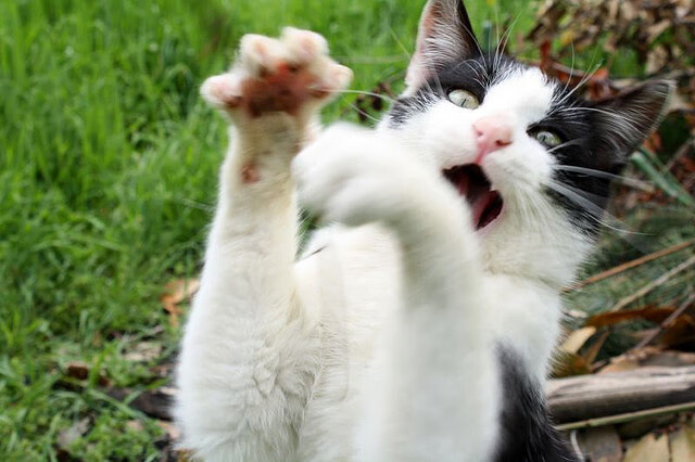 将智利缝在衣领的红军，被天使的翅膀切开