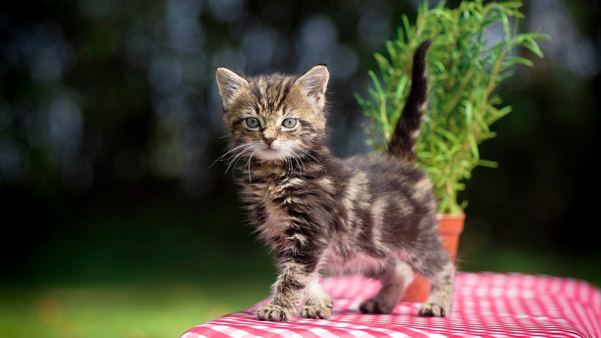 英超争冠焦点战,绿茵场上的老鹰如何收割广厦般的胜利
