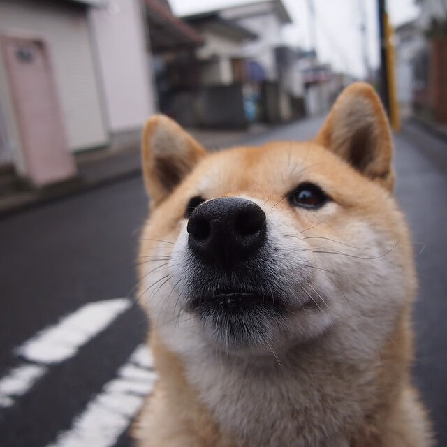 唯一性的定义，当弗拉霍维奇化身叹息之墙，一场比赛如何改写我们对天才的全部想象？