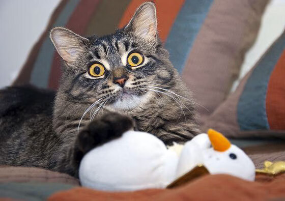 乔治引爆沉默森林狼，谁在更衣室砸碎了战术板？