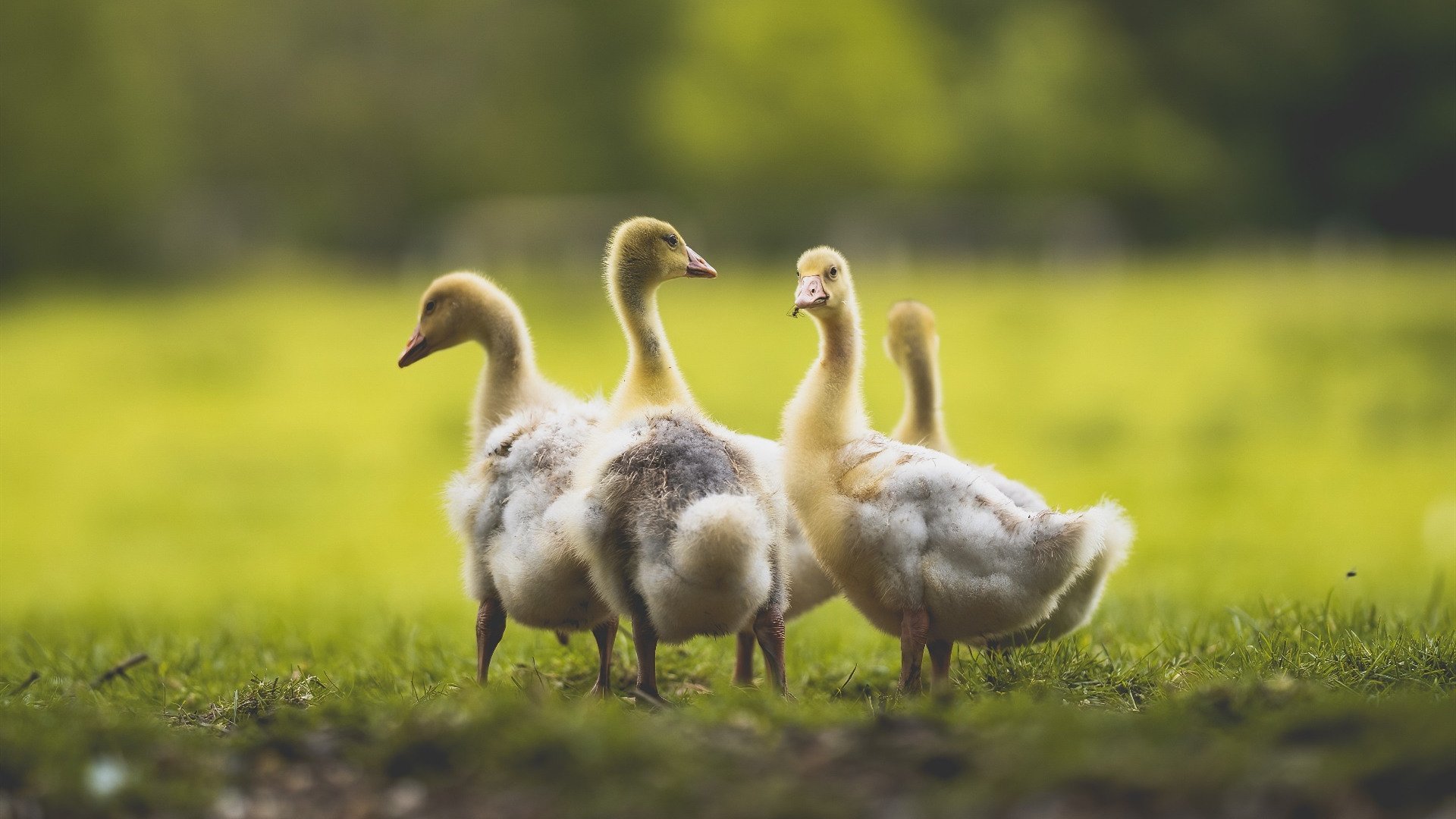 最后一舞，迪马利亚的美加墨心跳