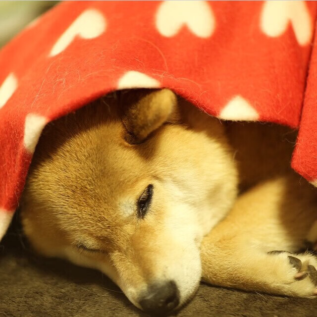 篮球欧冠，广东队淘汰赛演绎决赛级焦点战，力克辽宁队晋级